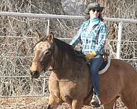 buckskin-peruvian-paso-for-sale