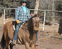 buckskin-peruvian-paso-horse