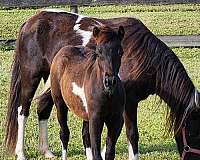 homozygous-miniature-pony