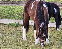 homozygous-pinto-pony