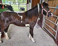 homozygous-black-miniature-pony