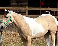 buckskin-tobiano-paint-horse