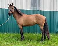 dun-quarter-horse-mare