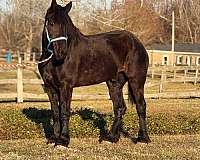 black-percheron-gelding