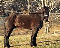 black-gelding-for-sale