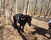 and-for-the-farrier-percheron-horse