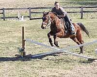 15-hand-morgan-gelding