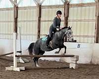 equitation-quarter-pony