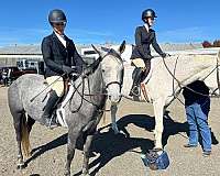 hunt-seat-equitation-quarter-pony