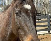 chocolate-bay-thoroughbred-horse