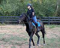 looks-black-thoroughbred-horse