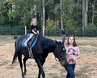 chocolate-thoroughbred-gelding