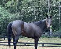 looks-black-horse