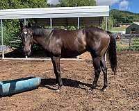 chocolate-bay-gelding