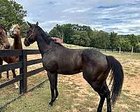 looks-black-gelding