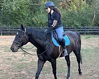 advanced-thoroughbred-horse