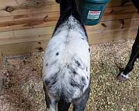 gaited-appaloosa-walkaloosa-horse