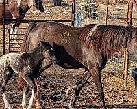 leopard-appaloosa-walkaloosa-horse