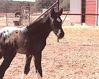 missouri-foxtrotter-walkaloosa-horse