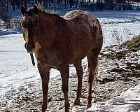 chestnut-appaloosa-mare