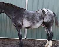 all-around-appaloosa-horse