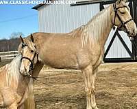 dawn-tennessee-walking-horse