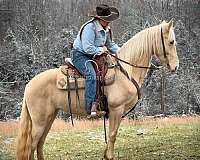 delta-tennessee-walking-horse