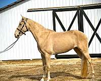 great-condition-tennessee-walking-horse