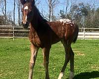 athletic-appaloosa-horse