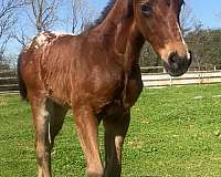 barrel-appaloosa-horse