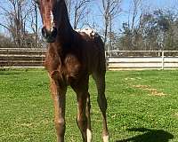 barrel-racing-appaloosa-horse