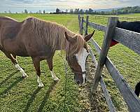 bay-all-around-horse