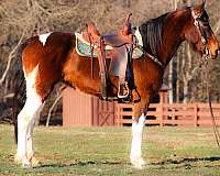 all-around-spotted-saddle-horse