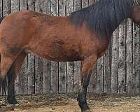 flashy-morgan-horse