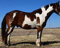 all-around-draft-horse