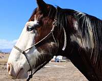 beginner-draft-horse