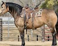 harness-draft-quarter-horse