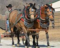 buckskin-draft-quarter-horse-mare