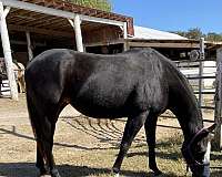 thoroughbred-horse-for-sale