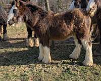 all-around-gypsy-vanner-horse