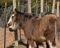 coming-yearling-gypsy-vanner-horse