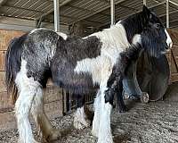 gypsy-vanner-filly