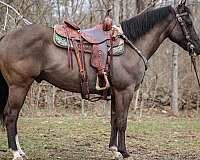 ranch-work-quarter-horse