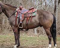 beginner-safe-quarter-horse