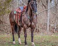 family-horse-quarter