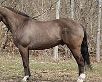 trail-quarter-horse