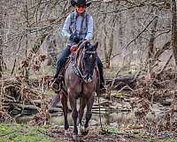 husband-safe-quarter-horse