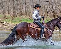 ranch-work-quarter-horse