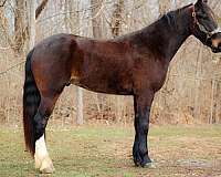 friesian-quarter-horse