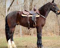 trail-quarter-horse